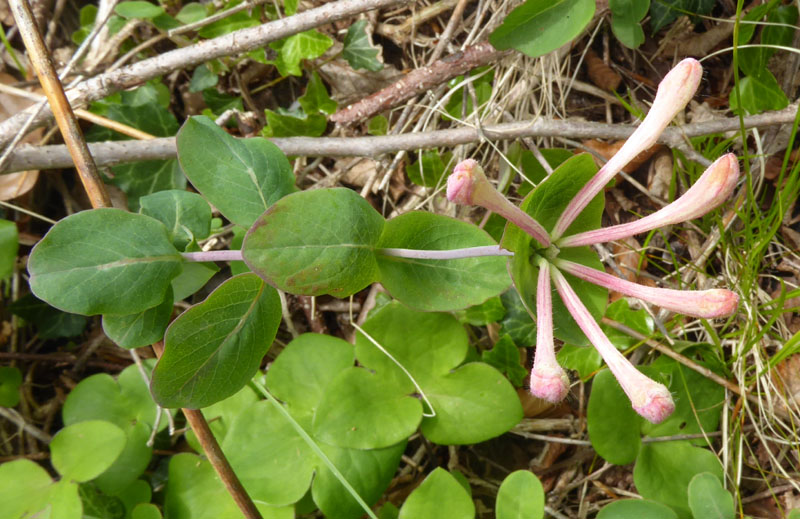 Lonicera caprifolium - Caprifoliaceae